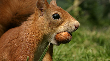Squirrel with nut © Andrew Forsyth/RSPCA