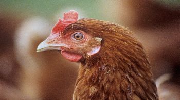 Chickens | rspca.org.uk