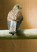 Kestrel perching with radio-tracking antenna in aviary © Andrew Forsyth/RSPCA photolibrary