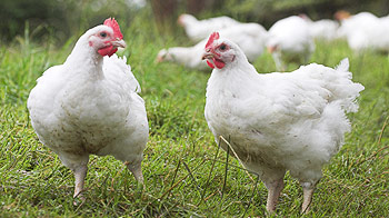 Free range broiler chickens © Andrew Forsyth/RSPCA