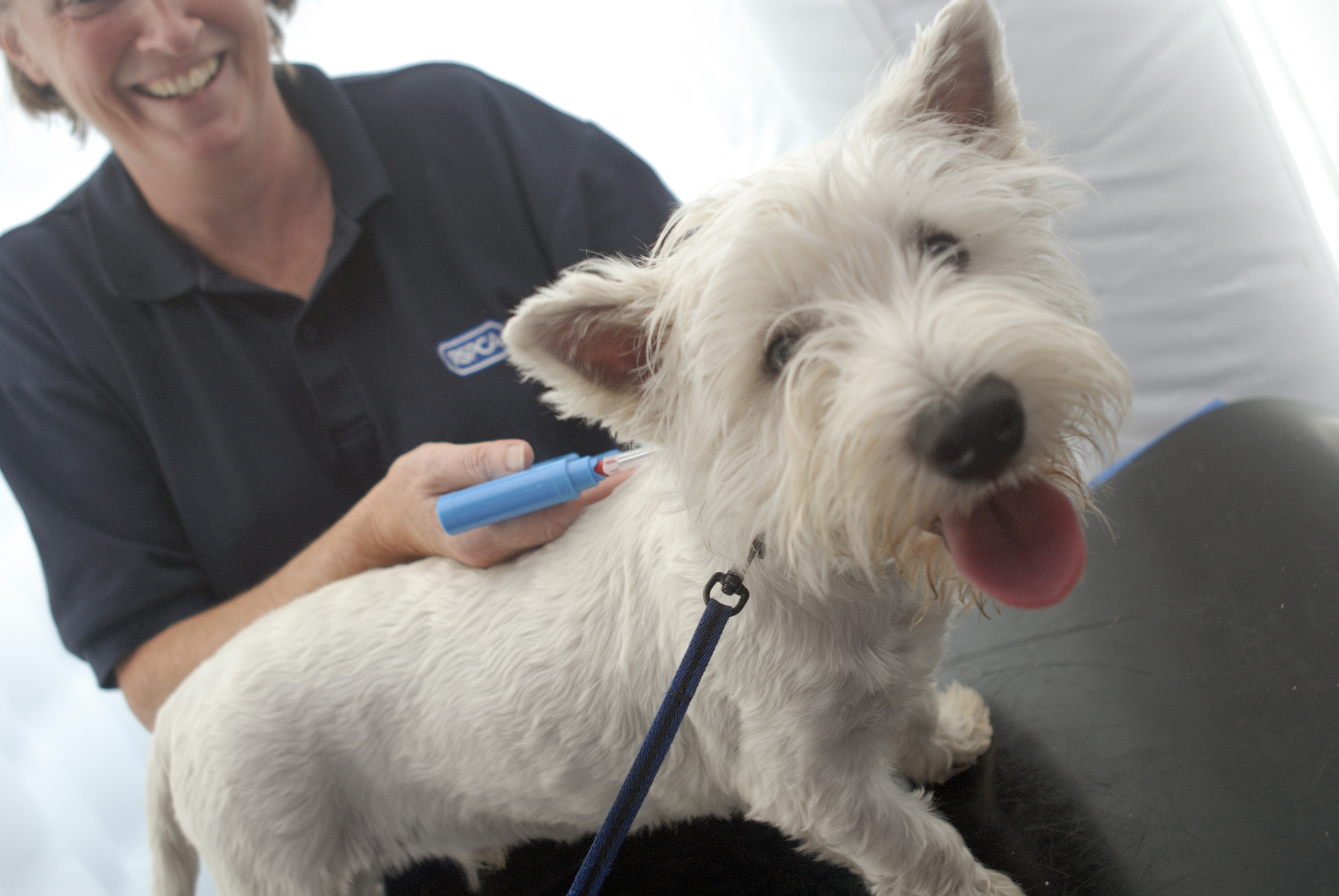 white dog being microchipped by RSPCA vet