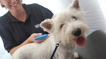 westie dog breed being microchipped by the vet