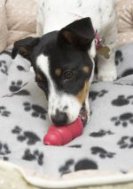 Jack Russell terrier puppy playing with a kong toy © Andrew Forsyth / RSPCA Photolibrary