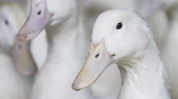 headshot of white ducks