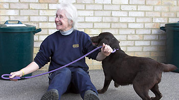 Animal welfare officer jobs uk