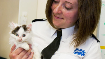 a uniformed female rspca inspector holding a kitten © RSPCA
