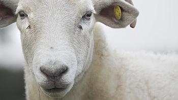 close up of sheep's face