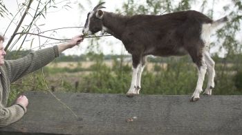 Rehome a farm animal