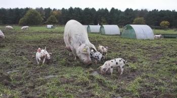 pigs grazing in an outdoor farm unit