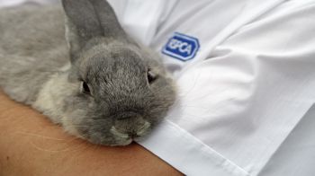 rabbit care rspca