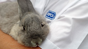 rabbit in the arms of a person © RSPCA