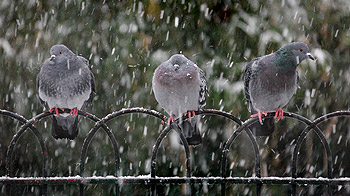 Pigeons on fence© Andrew Forsyth/RSPCA
