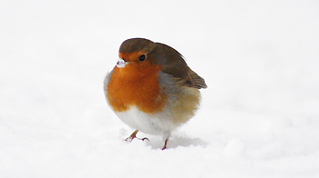 Robin standing in snow © Becky Murray / RSPCA Photolibrary