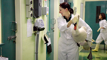 Wildlife Assistant Wendy Burrows weighing a swan in isolation unit © Andrew Forsyth/RSPCA photolibrary