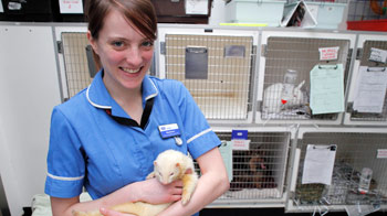 Animal care assistant jobs bournemouth