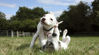 dog breed selector rspca