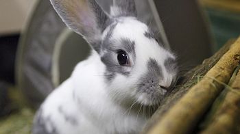 close-up of rabbit playing indoors © RSPCA