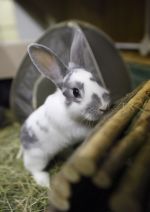Rabbit with hiding places © Andrew Forsyth / RSPCA Photolibrary