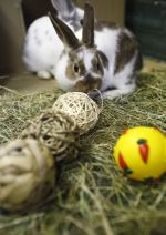 Rabbits with enrichment toys © Andrew Forsyth / RSPCA Photolibrary