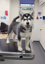 Husky puppy standing on veterinary table © Joe Murphy/RSPCA photolibrary
