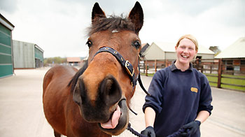 Horses And Ponies For Sale Buy Horses Responsibly