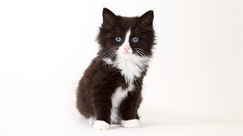 black and white kittens for sale near me