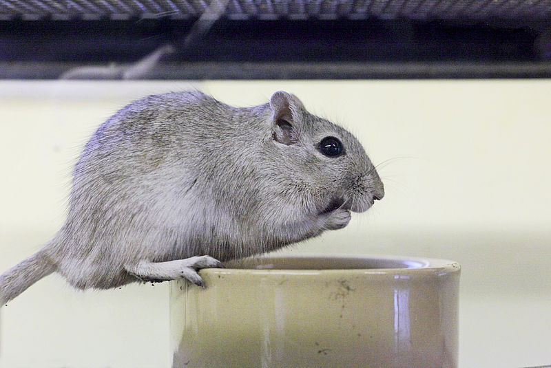 buy a gerbil