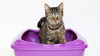 studio shot of cat in a purple litter tray