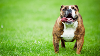 Considerations When Buying A Bulldog Puppy Rspca