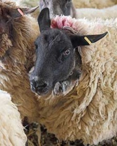 A group of sheep © RSPCA