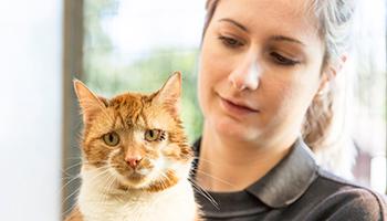 animal care assistant holding a ginger cat