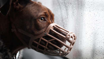 dog wearing muzzle © RSPCA