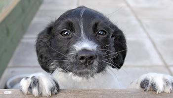close-up of black and white spaniel puppy