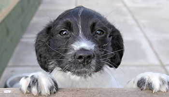 black and white dog peering over fence