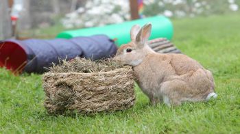is pasture hay good for rabbits