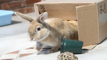 cardboard rabbit toys
