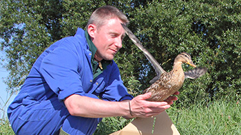 RSPCA Wildlife Assistant releasing adult Mallard Duck back into natural habitat © RSPCA