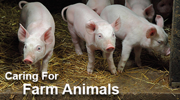 Pictures of piglets on an RSPCA Assured farm