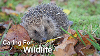 Caring for wildlife 