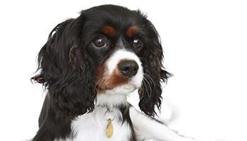Cavalier King Charles Spaniel puppy lying in studio