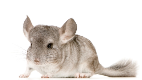 live chinchillas for sale