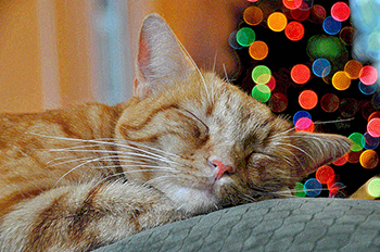 Ginger cat enjoying Christmas