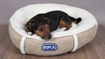 small dog lying in a small dog bed from the RSPCA shop © RSPCA