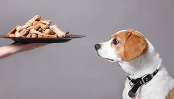 Dog looking towards a plate with dog biscuits