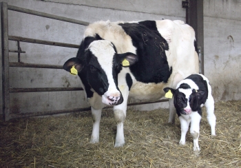 cow with calf standing inside animal shed © RSPCA