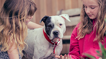 Crossbreed dog outside with two children © RSPCA