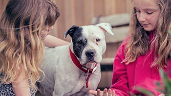 Rspca S 29 Adoption Sale Is On This Weekend Central Telegraph