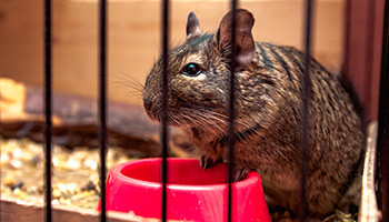 Degu in a cage next to food bowl © iStock