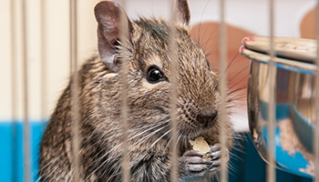 Degu eating © iStock