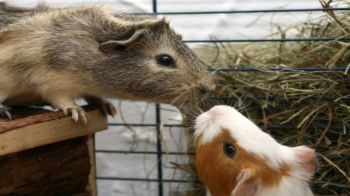 Guinea pigs eating © RSPCA